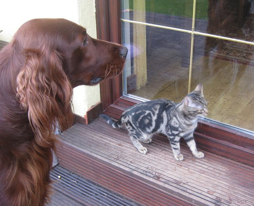 Pies i kot chcą wejść do domu zimno